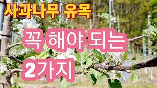 사과나무 유목 지금 꼭 해야되는 2가지
