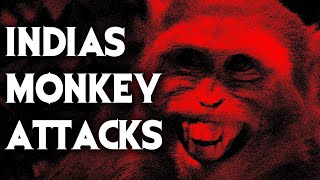 The Horrible Reality Of Indian Monkey Attacks