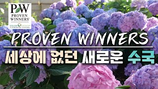 ※댓글이벤트※ 여러분들이 없었으면 이 수국도 없었습니다. 감사합니다. 세상에 없던 새로운 수국!