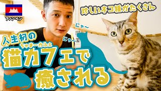 【猫カフェ】希少種も!?カンボジアの猫カフェに行ってみた