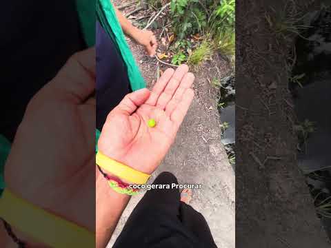 Canela de ema     #goias #cachoeira #viagem