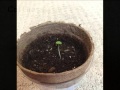 The Affect Of Sunlight On Basil And Cat Grass