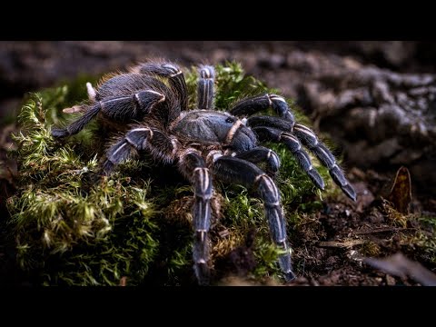 Sklípkavec zebrovaný (Aphonopelma seemanni) — ako sa starať o Costa Rican zebra stripe knee (The Tarantula Collective)