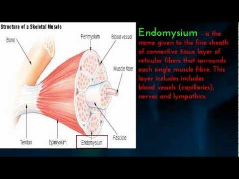Human Muscle - Epimysium, Perimysium, and Endomysium