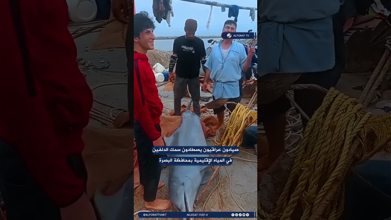 فيديو | صيادون عراقيون يصطادون سمك الدلفين في المياه الإقليمية بمحافظة البصرة
