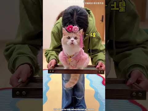 🏆 🐱❤️ Master Chose a Cute Cat... Then What Happened Shocked Everyone! 😱#shortvideo
