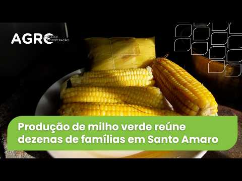 Agro Saúde e Cooperação - Milho de Santo Amaro