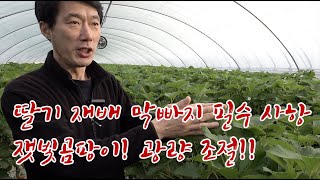 지금은 딸기 차광이 중요합니다!! 당도 올리는 기술!! 그리고 잿빛곰팡이 주의!!!