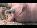 Pig Snout Close Up AnimalAcres