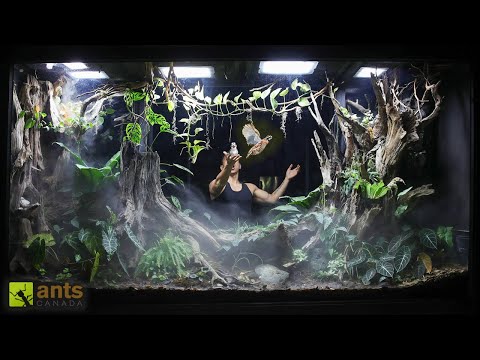 I Added BIRDS Into My Giant Rainforest Vivarium