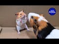 Hamster meets Guinea Pig