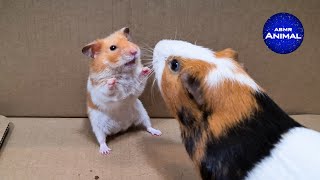 Hamster meets Guinea Pig