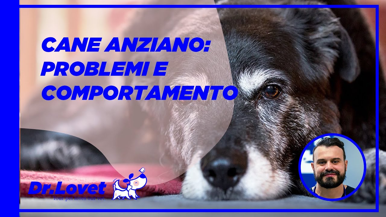 Watch Now Il cane anziano: patologie e problematiche più comuni. Come possiamo aiutarlo Il cane anziano: patologie e problematiche più comuni. Come possiamo aiutarlo