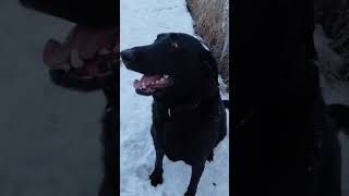 Video preview image #1 Labrador Retriever-Unknown Mix Puppy For Sale in Crystal, MN, USA