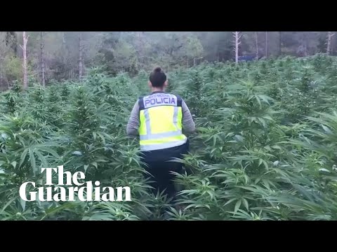 Cannabis plantations discovered by police in Spain