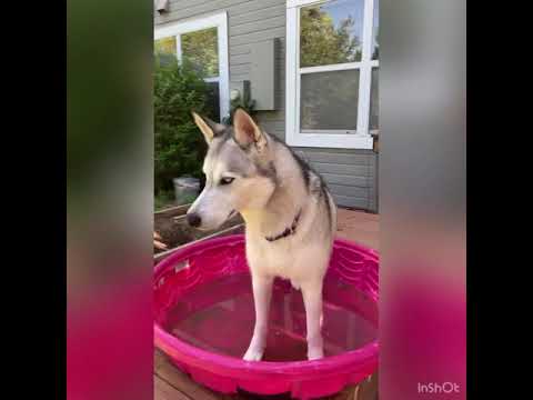 Ibby the best dog ever! Season 2 episode 1