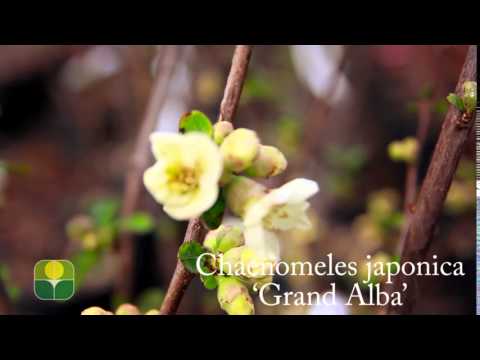 Chaenomeles japonica 'Grand Alba'