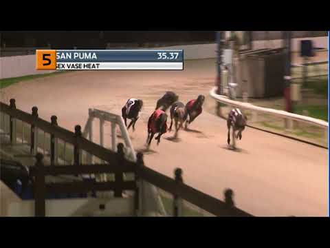 2020 CORAL ESSEX VASE - HEAT 4 - T5 KILMESSAN PUMA