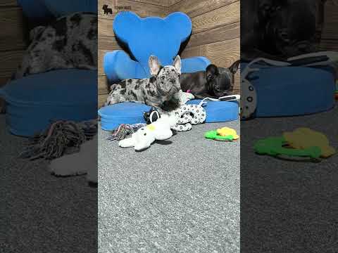 Video 3