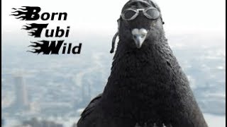 Born Tubi Wild (PC) Steam Key GLOBAL