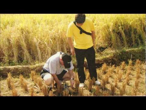 Can arsenic be removed from rice?