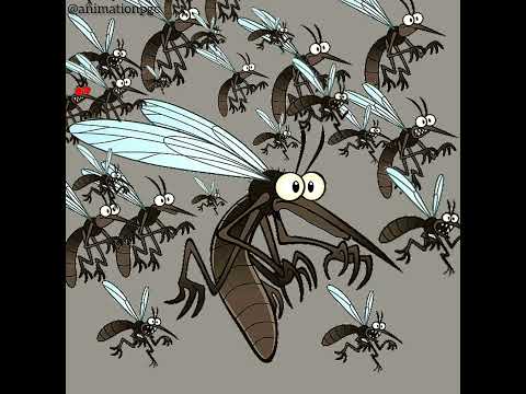 Amoyo mweee mosquito choir vs Bob kichwa ngumu #comedy #funny