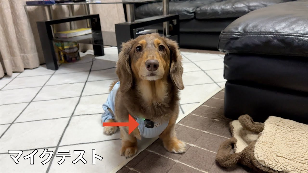 愛犬にピンマイク付けてみた【ミニチュアダックス】