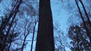 Clearfield PA 400  Acres Auction