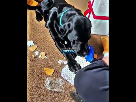 You Won’t Believe What Was Inside This Dog’s Christmas Gift 🎁🐶