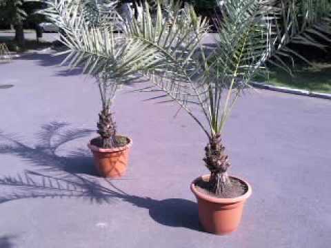 Ciprian Gabriel Live Stream