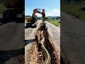 Anaconda