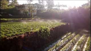 preview picture of video 'harvesting the strawberries in Mahabaleshwar'