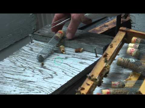 Instrumental Insemination of Honey Bees - Selecting Queens