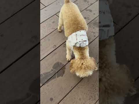 経営学科 ドッグランで遊ぶトイプードル14ヶ月 #toypoodle #トイプードル