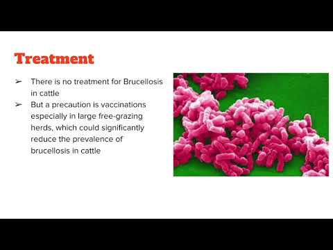 , title : 'Brucellosis in Cattle