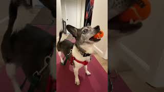 Video preview image #1 Chihuahua-Unknown Mix Puppy For Sale in Corona, CA, USA