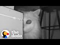 Couple Realizes Why Their Cat Keeps Screaming At Them The Dodo