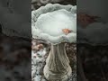Don’t Make These 5 #Bird Bath Mistakes #shorts #wildlife