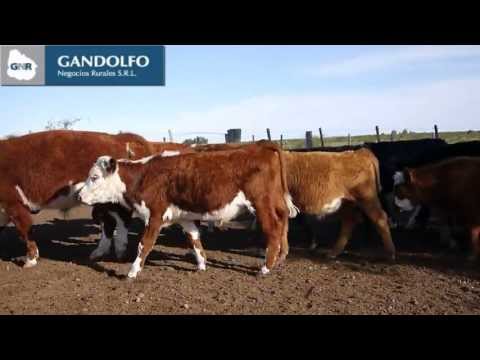 Novillos 1 a 2 años