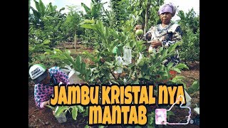 potfuzziblog: Budidaya Jambu Kristal Dalam Pot