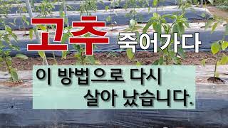 고추 죽어가다 이 방법으로 다시 살아 났습니다. #고추 가꾸기 #병든 고추 회복하는 방법 #고추 잘 가꾸는 …