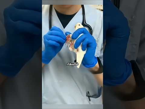 لهالسبب لاتقص ريش الببغاء بنفسك؟