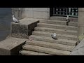Herring Gulls By The Thames