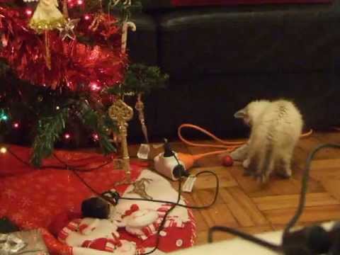 chaton et sapin de noel / kitten with christmas tree
