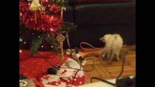 chaton et sapin de noel / kitten with christmas tree