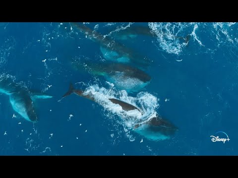Epic Adventures with Bertie Gregory (Clip)