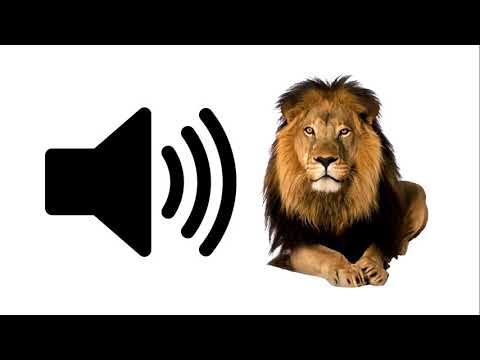 Lion - Sound Effect | ProSounds