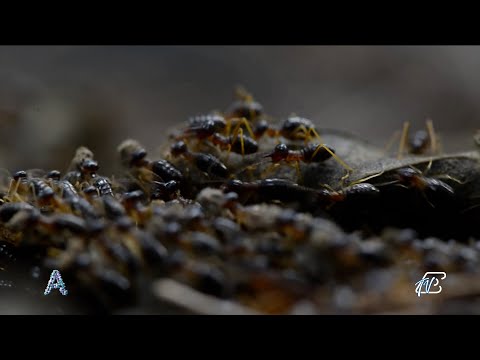 ANGOLI 27/6/2023: ATTENZIONE ALLE PUNTURE DI INSETTI POTENZIALMENTE PERICOLOSI