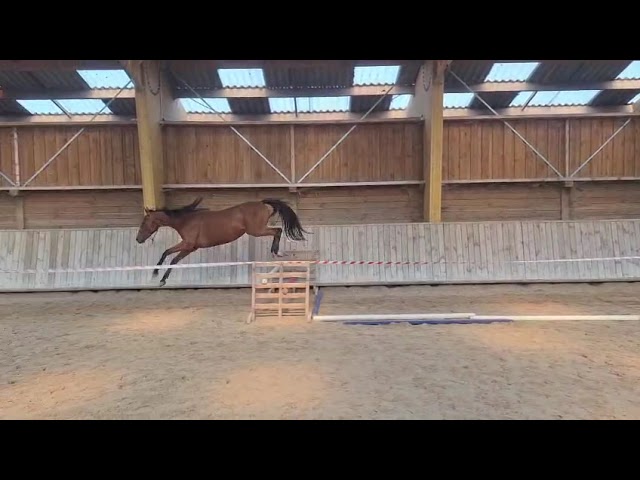 Hongre 2 ans 