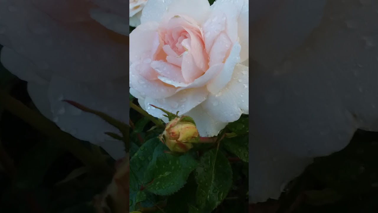 Цветение розы Шлосс Ойтин после дождя